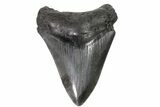 Fossil Megalodon Tooth - Georgia #151512-2